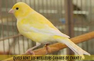 Quels-sont-les-meilleurs-canaris-de-chant--04