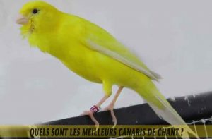 Quels-sont-les-meilleurs-canaris-de-chant--05