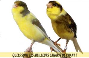 Quels-sont-les-meilleurs-canaris-de-chant--06