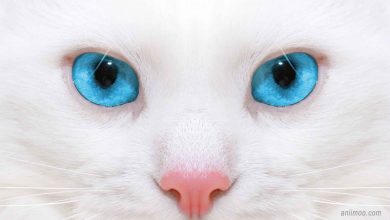 Télécharger gratuitement fond d'écran yeux blues chate blanche