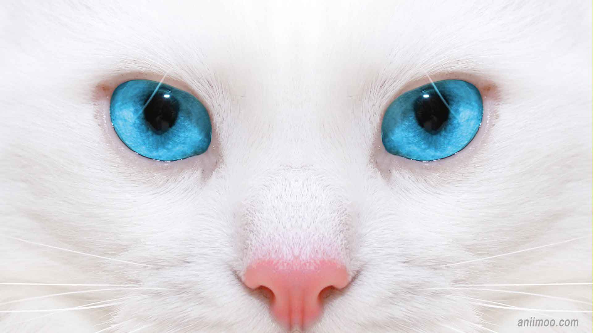 Télécharger gratuitement fond d'écran yeux blues chate blanche