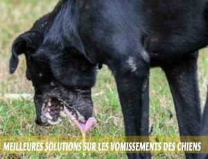 Meilleures-solutions-sur-les-vomissements-des-chiens-01