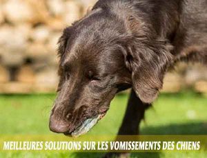 Meilleures-solutions-sur-les-vomissements-des-chiens-02