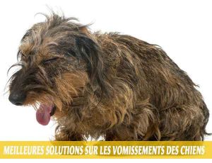 Meilleures-solutions-sur-les-vomissements-des-chiens-05