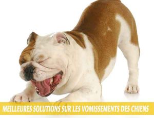 Meilleures-solutions-sur-les-vomissements-des-chiens-06