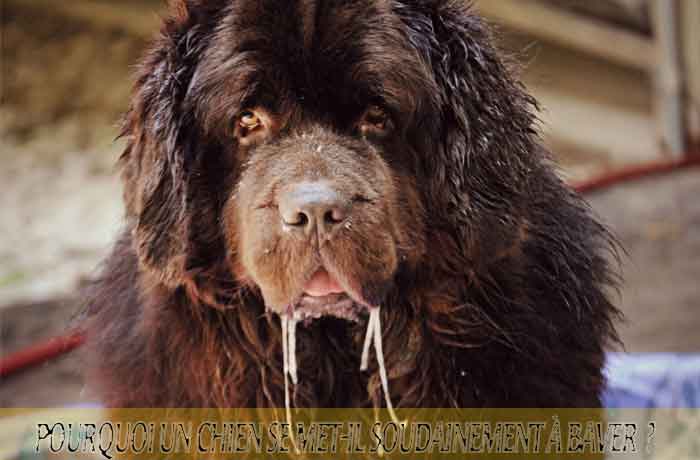 Pourquoi-un-chien-se-met-il-soudainement-à-baver-02