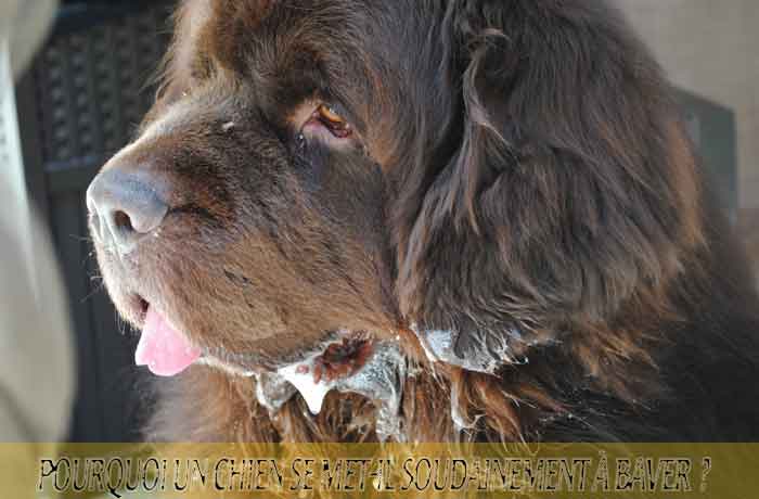 Pourquoi-un-chien-se-met-il-soudainement-à-baver-03