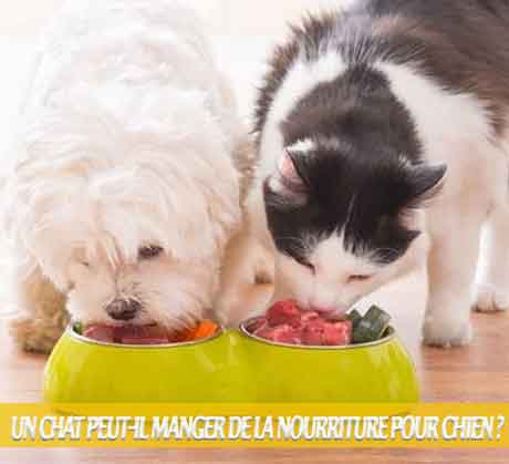 Un-chat-peut-il-manger-de-la-nourriture-pour-chien-02Les aliments pour chiens sont-ils bons pour les chats ?