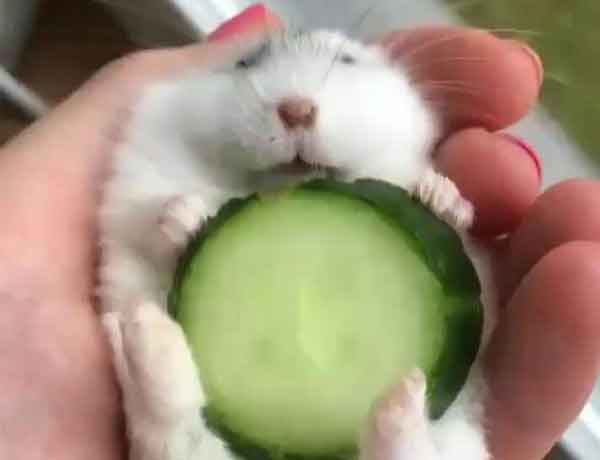 Les Hamsters peuvent-ils manger du concombre