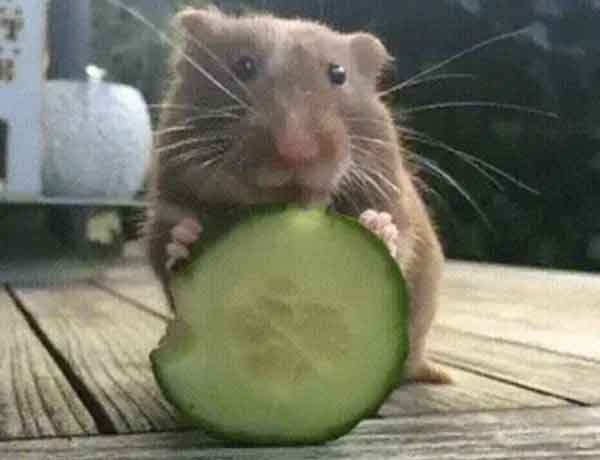 Les Hamsters peuvent-ils manger du concombre