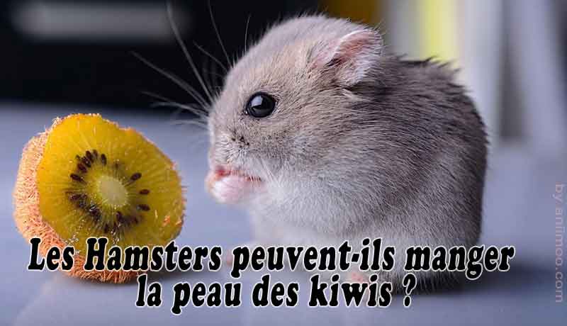 Les Hamsters pourront-ils manger du kiwi? / Les Hamsters peuvent-ils avoir du kiwi ?