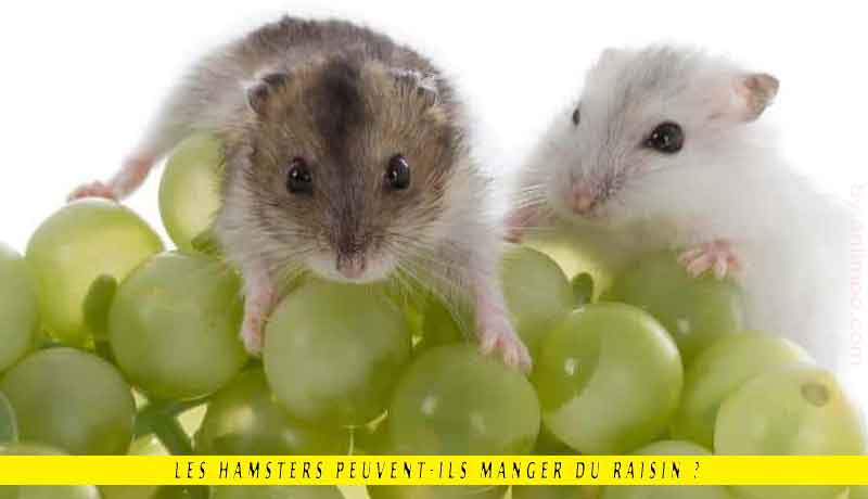 Hamster peut-il manger du raisin