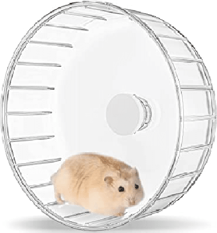 Pourquoi un Hamster a besoin d’une roue