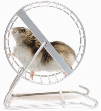 Pourquoi un Hamster a besoin d’une roue