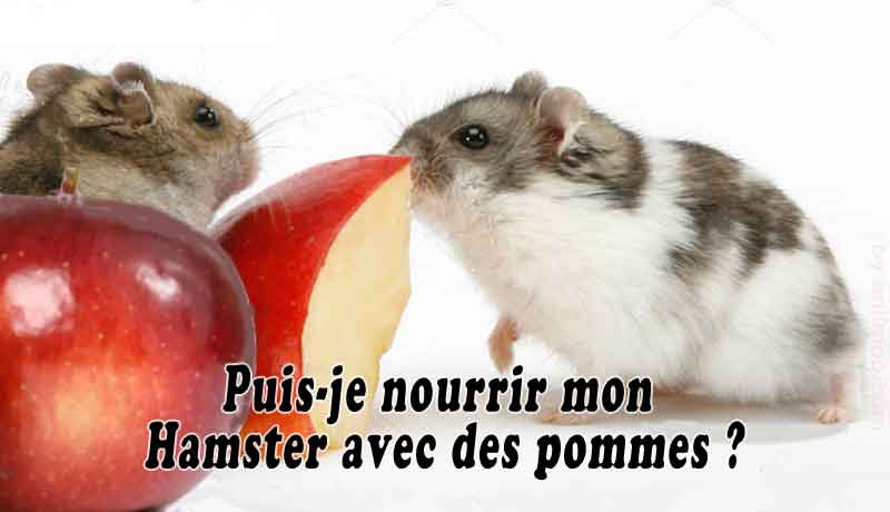 Les Hamsters peuvent-ils manger des pommes ?