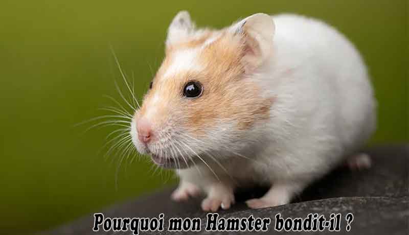 Pourquoi mon Hamster bondit-il?