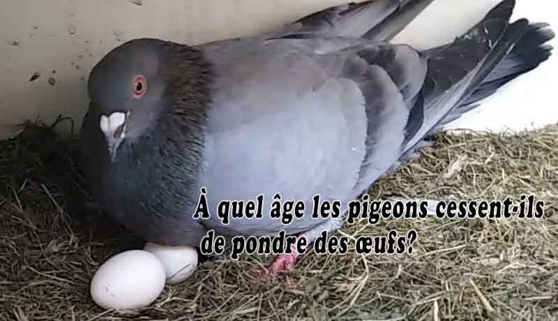 À quel âge les pigeons cessent-ils de pondre des œufs