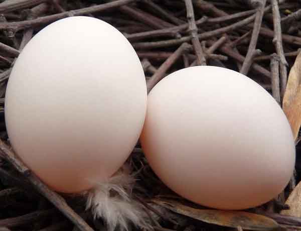 À quel âge les pigeons cessent-ils de pondre des œufs?