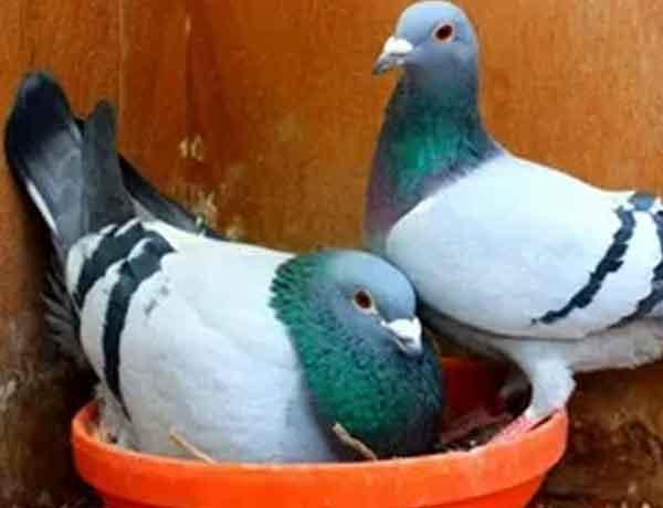 À quel âge les pigeons cessent-ils de pondre des œufs?