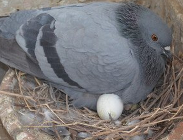 À quel âge les pigeons cessent-ils de pondre des œufs?