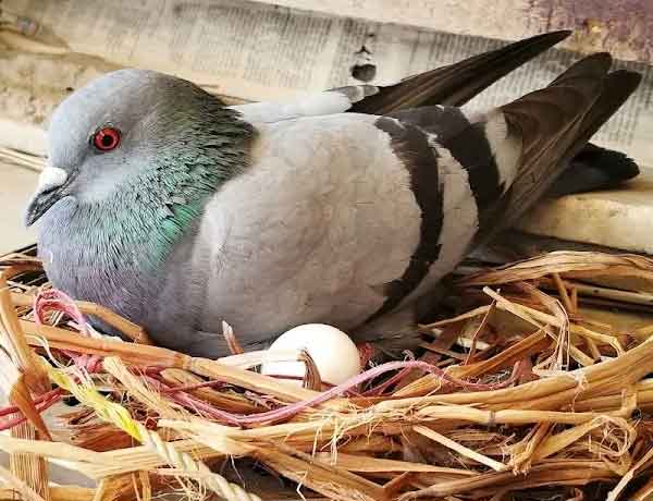 À quel âge les pigeons cessent-ils de pondre des œufs?