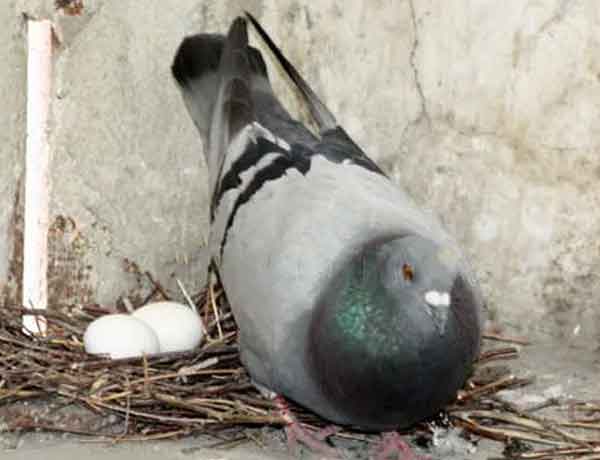 À quel âge les pigeons cessent-ils de pondre des œufs?