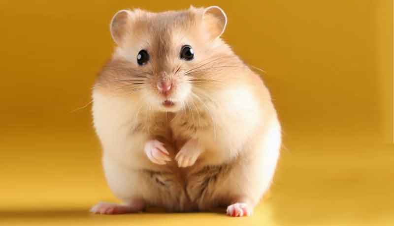 À quelle fréquence mon Hamster doit-il faire pipi?