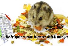 À quelle fréquence mon hamster doit-il manger