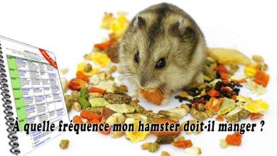À quelle fréquence mon hamster doit-il manger