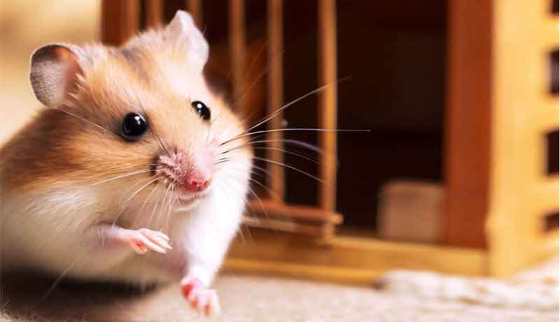 Ce qui explique pourquoi mon Hamster essaie de s’échapper