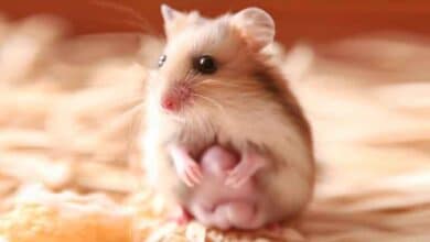 Ce qui explique pourquoi mon hamster vient de donner naissance