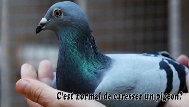 C'est normal de caresser un pigeon