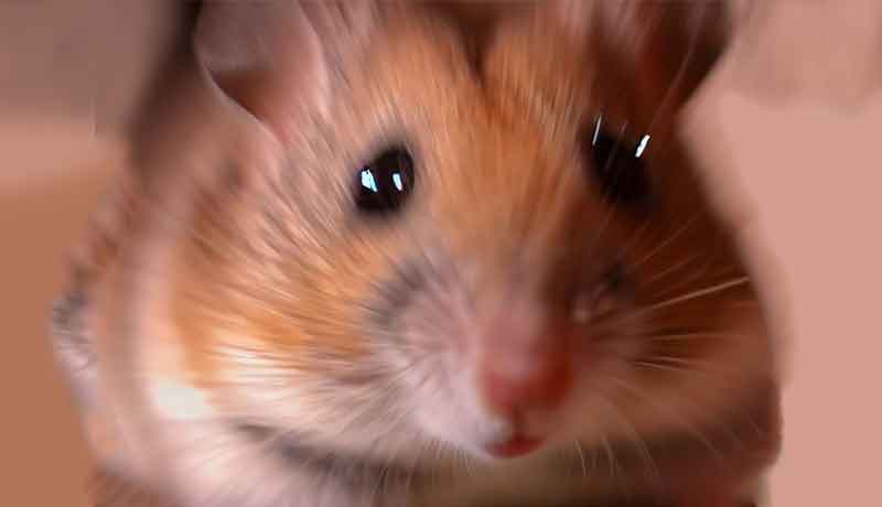 C’est pourquoi mon Hamster fait des zooms dessus?