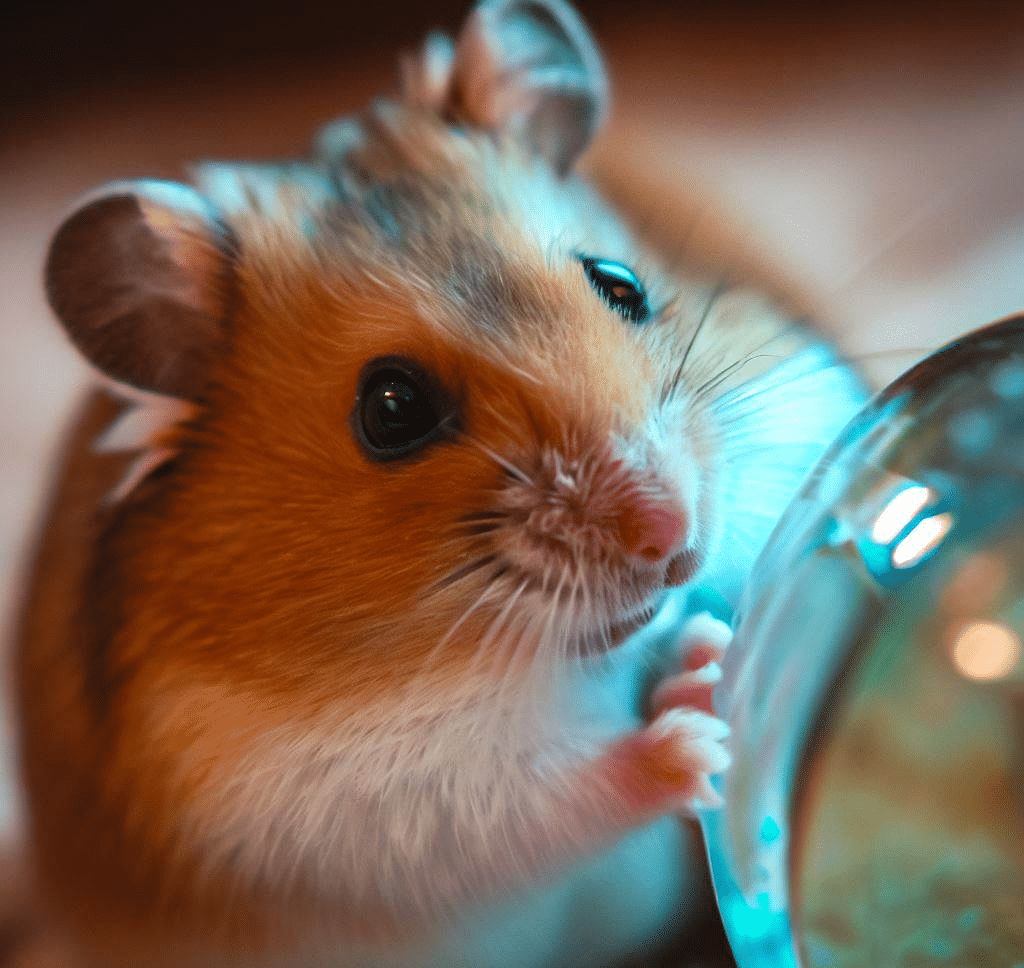 Combien de temps mon Hamster doit-il rester dans sa balle ?