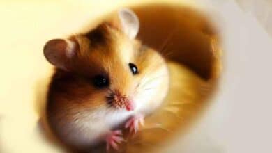 Combien de temps mon Hamster peut-il rester dans sa boule ?