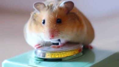 Combien doit peser mon Hamster ?