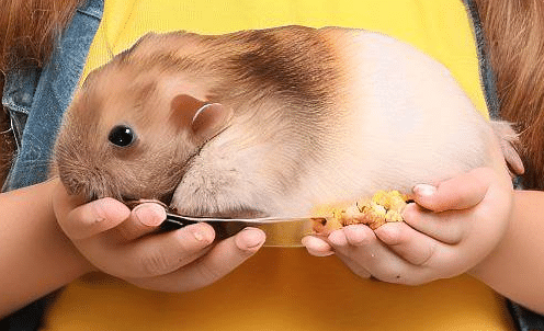 Combien doit peser mon Hamster