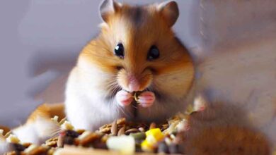 Combien mon Hamster doit-il manger ?