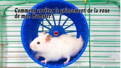 Comment arrêter le grincement de la roue de mon Hamster