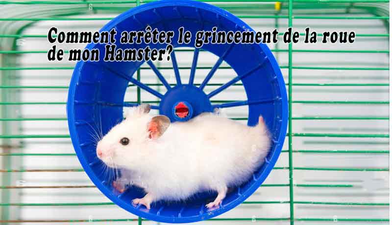 Comment arrêter le grincement de la roue de mon Hamster