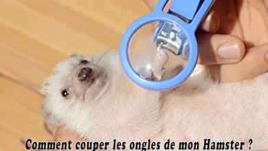 Comment couper les ongles de mon Hamster ?