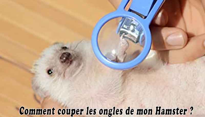 Comment couper les ongles de mon Hamster ?