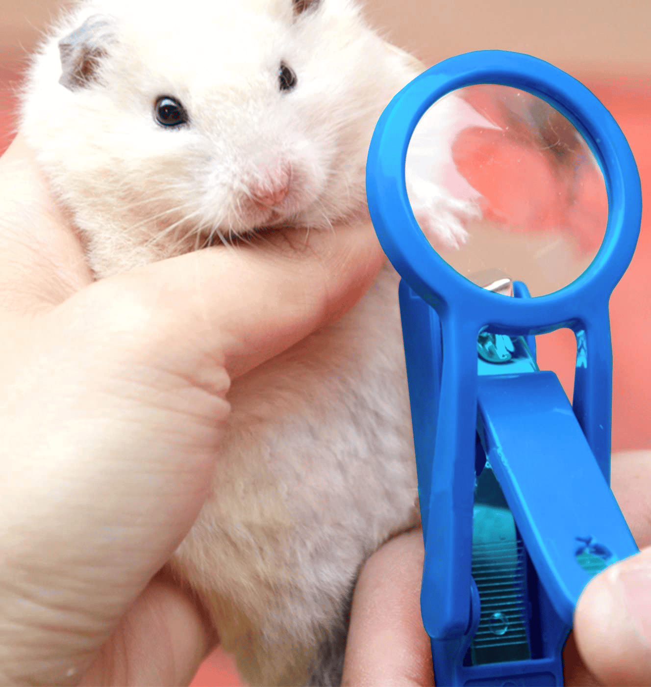 Comment couper les ongles de mon Hamster