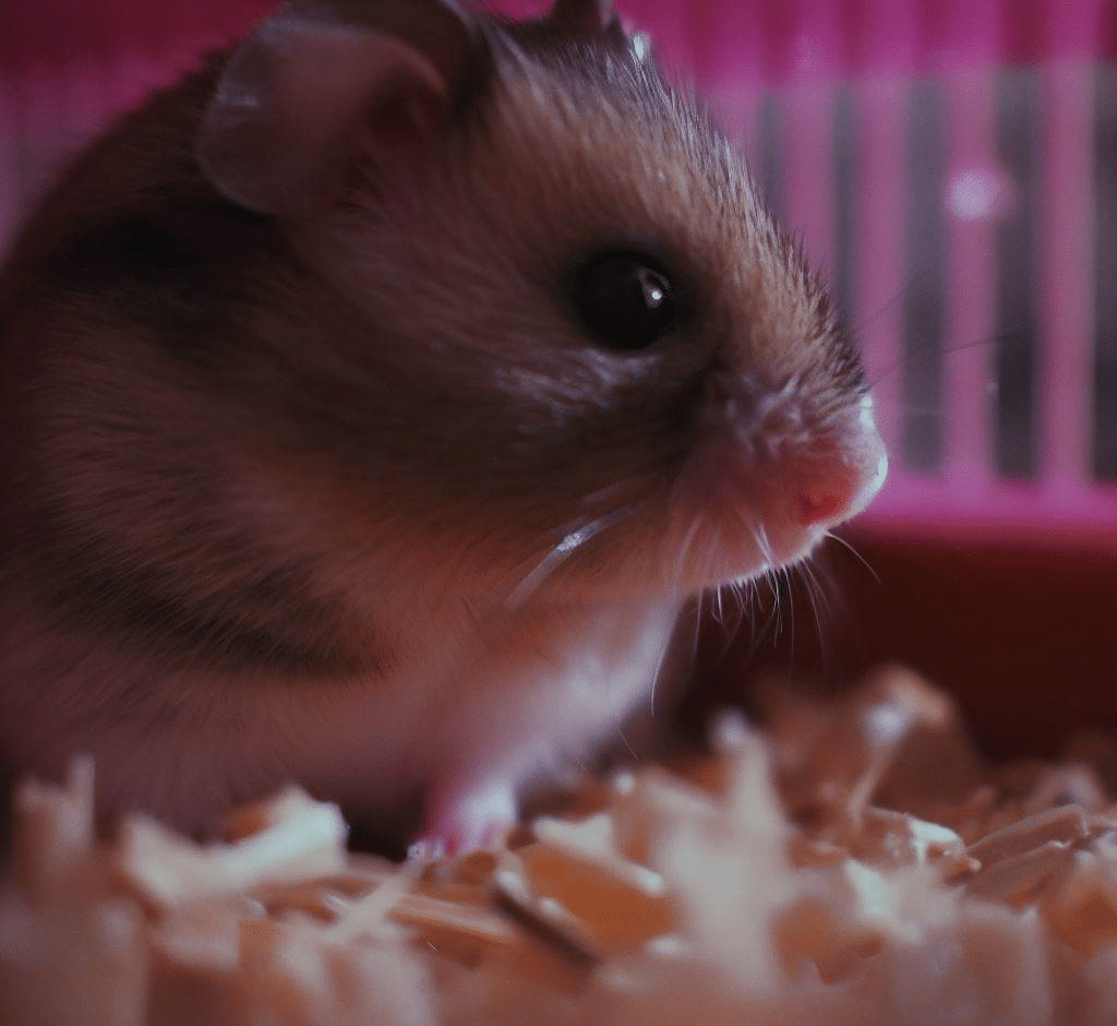 Comment empêcher la cage de mon Hamster de sentir mauvais?