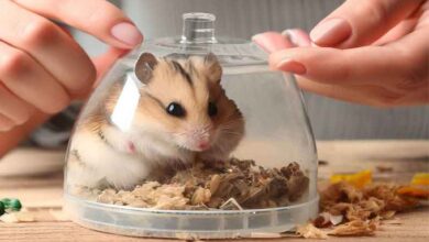 Comment enlever le caca d’un Hamster
