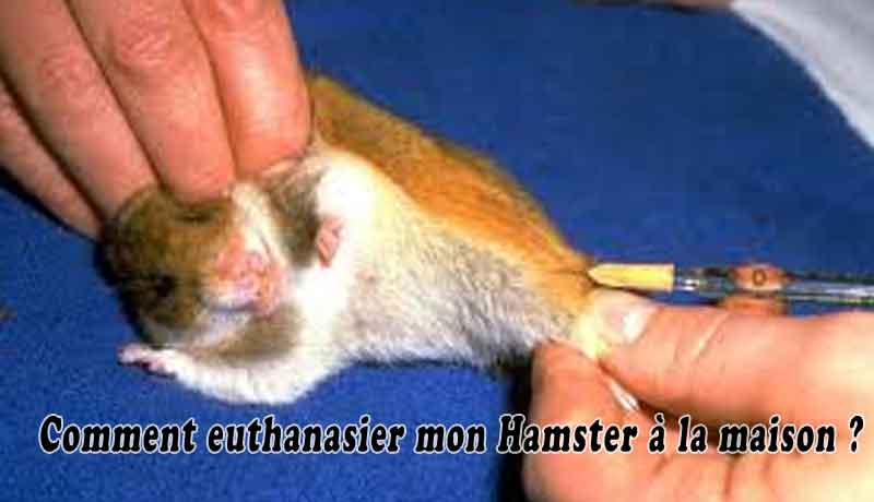 Comment euthanasier mon Hamster à la maison