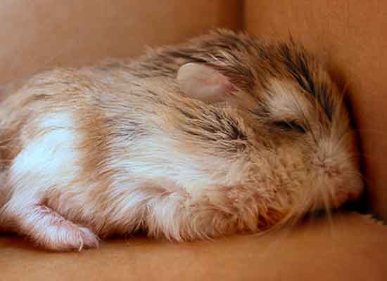 Comment euthanasier mon Hamster à la maison