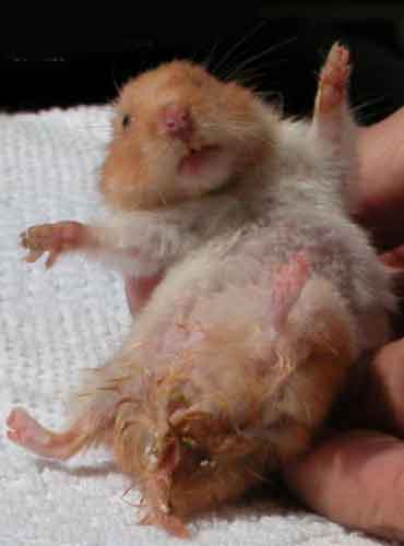 Comment euthanasier mon Hamster à la maison