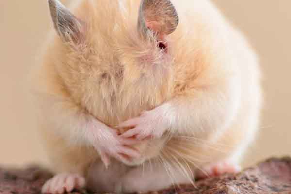 Comment euthanasier mon Hamster à la maison