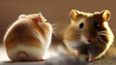 Comment explique pourquoi mon Hamster fait des allers-retours